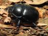Anoplotrupes stercorosus